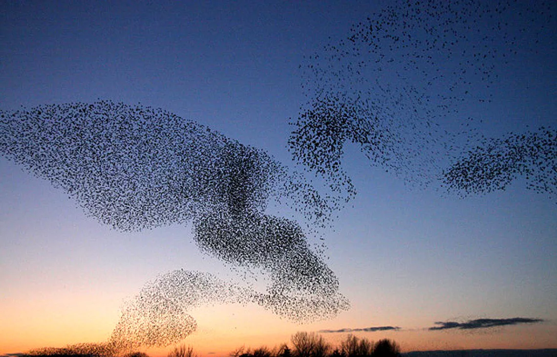 This is part of the large group of starlings at Gretna, numbering over 1 million, that congregate every evening at sunset during the winter months to perform an elaborate aerobatic display before roosting in nearby conifer plantations.