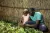 A father in Gicumbi District, Rwanda surveys his kitchen garden vegetables with his young daughter.
