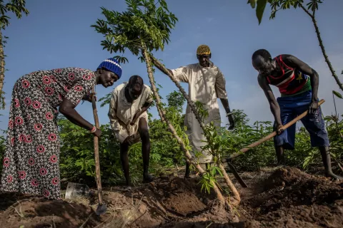Aliai Makuac, Maria Amir Diing, Deng Akol and Deng Back harvesting cassava in Malek-Ngok community garden, Gogrial West County. 