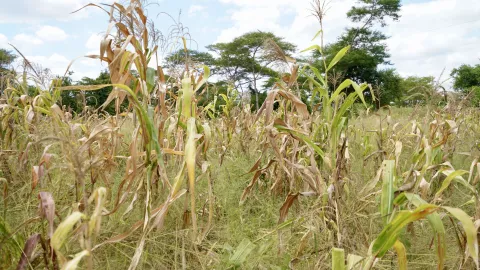 A phot of a dry maize field