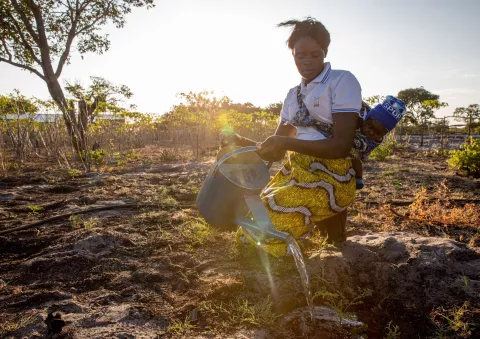 A mother uses a can to save the remaining tomato plants in the southern part of Zambia