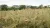 Parched maize field